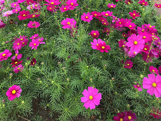 无锡鲜花绿植仿真花批发-前台植物